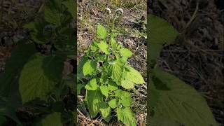 SANGKETAN ‼️ Heliotropium indicum sangketan buntuttikus Heliotropiumindicum Basilicum [upl. by Amesari]