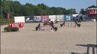 Cheval à vendre  Cheval de concours et de famille joli et facile  equirodibe [upl. by Latrice]