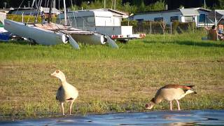 Tanz einer Nilgans [upl. by Shaikh793]