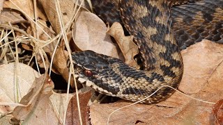 Five Northern Vipers  5 Adders [upl. by Mable407]