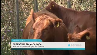 Argentina país de riesgo insignificante de encefalopatía espongiforme bovina [upl. by Lauree753]