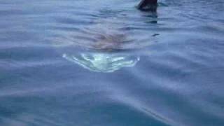 Basking shark vegeterian  in Premantura Croatia [upl. by Eusoj]