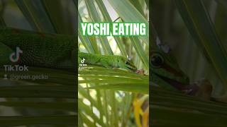 Gecko Yoshi licking a banana gecko animals funnyanimal mlem yoshi cuteanimal naturewonders [upl. by Siravart68]