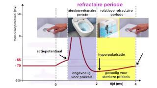 Actiepotentiaal [upl. by Kissie]