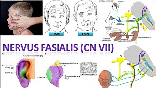 Video 46 Nervus Fasialis CN VII Semua Hal Mengenai Nervus Fasialis [upl. by Nonnair]