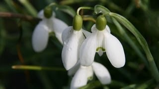 Weerbericht zaterdag Geleidelijk winterse neerslag [upl. by Ahsekam]