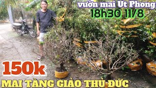 118🌼 Kho phôi mai tàng giá rẻ Chợ Gạo từ 50k mai vàng bonsai giảo Thủ Đức đế đẹp vườn mai Út Phong [upl. by Danni]