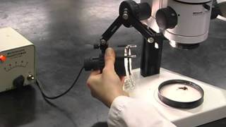 Part 2 How to Use Stereo and Compound Microscopes [upl. by Cooley]