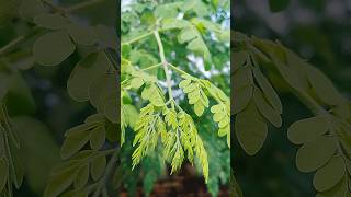 Moringa leaves benefits youtube vairalshortvideo [upl. by Nalon332]