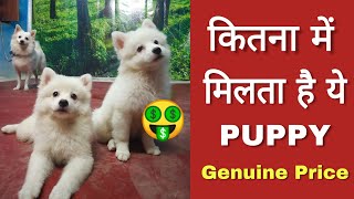 Genuine price of Pomeranian dog in India [upl. by Kwasi]