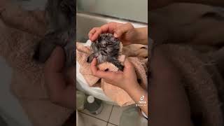 Ringworm Infection in Foster Kittens [upl. by Jacklin53]