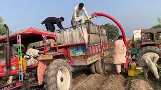 Silage Making Process  How to make Silage for Cows  Goats  Cattle Feed Making Method [upl. by Eiuqram397]