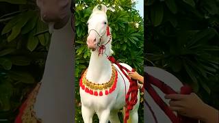 Amazing Horse horse animal short [upl. by Anilorac]