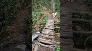 Courtown wood Will Alfie brave the wobbly bridge😜😂🐶 failteireland [upl. by Sanjiv491]