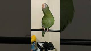 Canary Winged Parakeet Says quotPeekabooquot For The First Time Does Good Job [upl. by Little557]