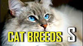 CAT BREEDS  List of cat breeds that start with S [upl. by Sanferd]