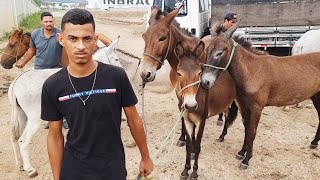 FEIRA DE CAVALOS EM CARUARUPE UMA DAS MELHORES FEIRAS DO NORDESTE BRASILEIRO 17012023nordeste [upl. by Nedaj957]