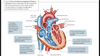 ANATOMIA1  Apparato Cardiovascolare il CUORE parte 1 [upl. by Emolas56]