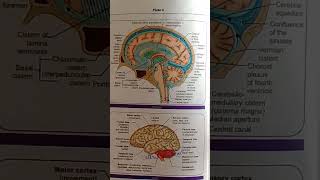 CSF flow and brain  anatomy and physiology  nursing [upl. by Chatav425]