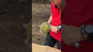 Durian Heaven Durian Cutting Master  Fruit Cutting Skills [upl. by Eniortna563]