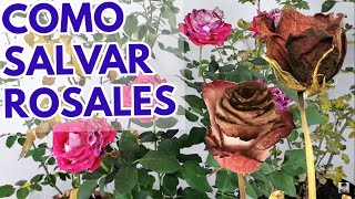 rosas rosales como salvar de la marchitez CHUYITO JARDINERO [upl. by Colston856]