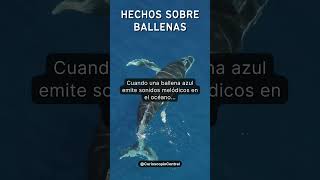 El Misterioso Canto de la Ballena Azul 🐋🎶 [upl. by Hope93]