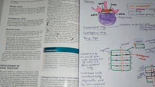 Vertebral column development [upl. by Yluj954]