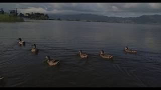 lago di massaciuccoli visto dal drone in 4k [upl. by Pablo]