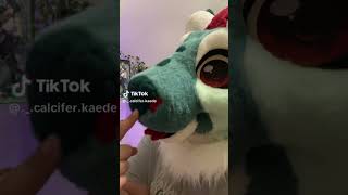 boop furry furries fursuit viral tiktok fyp shorts [upl. by Braunstein]