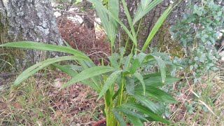 Dypsis Lutescens  Areka Palmiyesi Bakımı Ve Üretimi  Areca Palm Care [upl. by Ariaek]