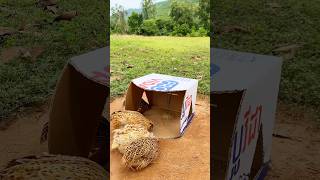 Create Creative New Trap  Quail Trap shorts [upl. by Nylrehs]