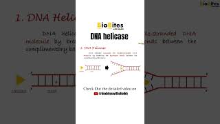 helicase  dna replication dnareplication bioshorts biologyshorts shortsvideo [upl. by Danielson]