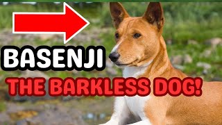 Basenji The Unique Barkless Dog Breed with Ancient Roots and Distinct Traits basenji basenjidog [upl. by Lejeune]