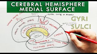 Medial surface of the Cerebral hemisphere  Gyri and sulci  Neuroanatomy [upl. by Leahcam11]