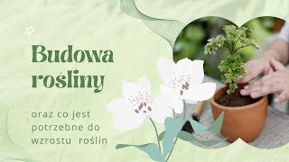 Budowa rośliny części rośliny FILM EDUKACYJNY [upl. by Obocaj]