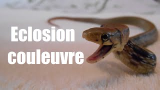 Éclosion œufs de couleuvre asiatique [upl. by Sadie]