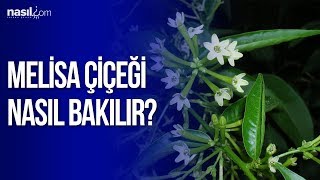 Melisa Çiçeği Bakımı Nasıl Yapılır  Nasilcom [upl. by Dougald]