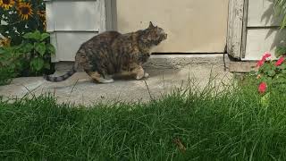 Cute Cats Backyard Grass Meal [upl. by Franz16]