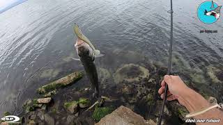 OSP Dolive Shad 45  Seabass Catch amp Release [upl. by Susann198]