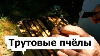 Пасека 32 Когда пчёлы трутовки  Моя пасека Пчеловодство [upl. by Iva]