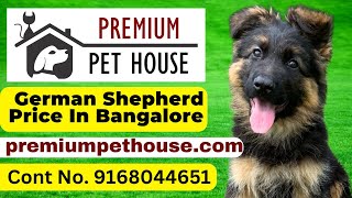 german shepherd price in bangalore  German Shepherd for Sale In Bangalore  Premium Pet House [upl. by Sirois]