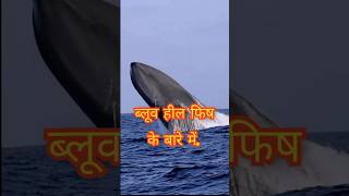 व्हील फिश के रहस्यमयी तथ्यshorts whalefish facts vairal trending youtubeshorts ytshorts [upl. by Alywt966]