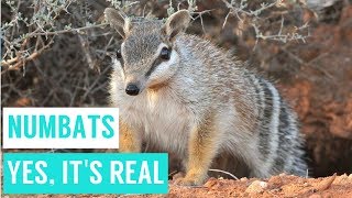 NUMBATS are shy animals compilations [upl. by Sej]