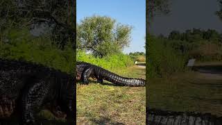 A Giant Crocodile 🐊Alligator walk [upl. by Celinka944]