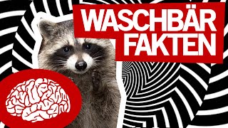 6 FAKTEN ÜBER WASCHBÄREN [upl. by Emmeram571]