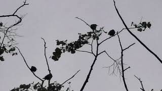 Happy Starlings rspb birdlovers birdwatchers bto birdsongs starlings birdmigration africa [upl. by Laroc]