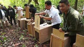 BURUNG MERAK HIJAU DILEPAS DI ALAMNYA Pulau Handeuleum [upl. by Cuhp]