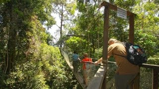 Poring Canopy Walkway [upl. by Pasol]