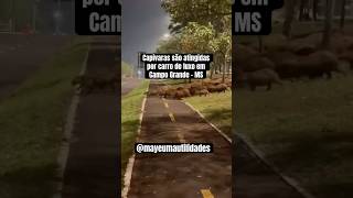 Capivaras são atingidas por carro de luxo enquanto atravessam a rua 😨 capivara animais carro [upl. by Gav]