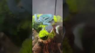 Amazing blue snake Blue insularis pit viper reptiles pitviper venomoussnakes zookeeper snek [upl. by Eiliak]